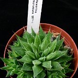 Haworthia marumiana BB20.1